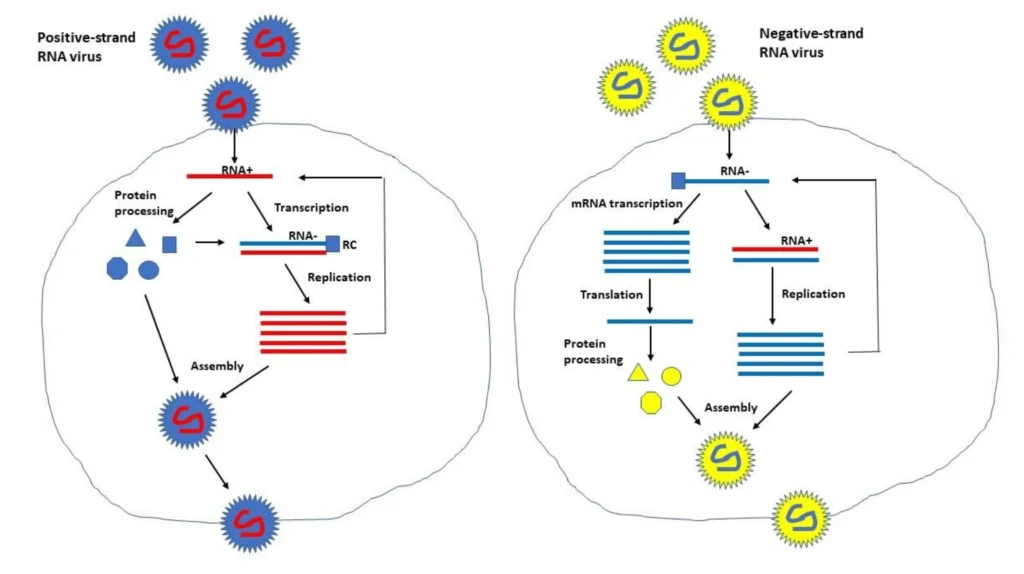 Le Comité européen donne son feu vert à l'utilisation de vaccins auto-amplifiants 5 Le Comité européen donne son feu vert à l’utilisation de vaccins auto-amplifiants