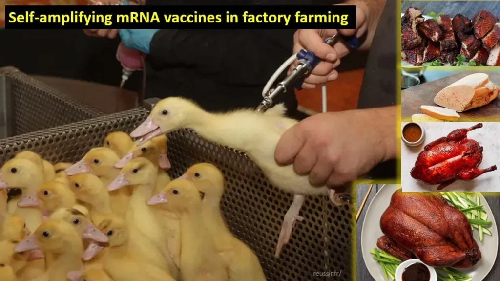 Vaccination des canards contre la grippe aviaire en France- 2