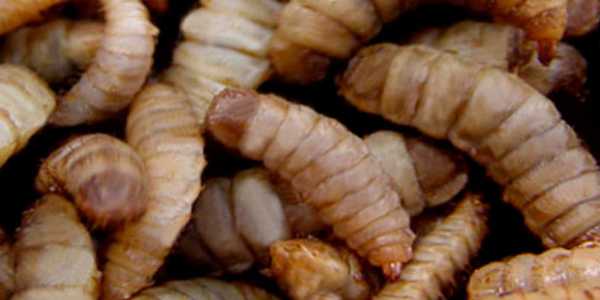Frankreich: Essbare Insekten sind vielleicht kein Allheilmittel 3 Frankreich: Essbare Insekten sind vielleicht kein Allheilmittel
