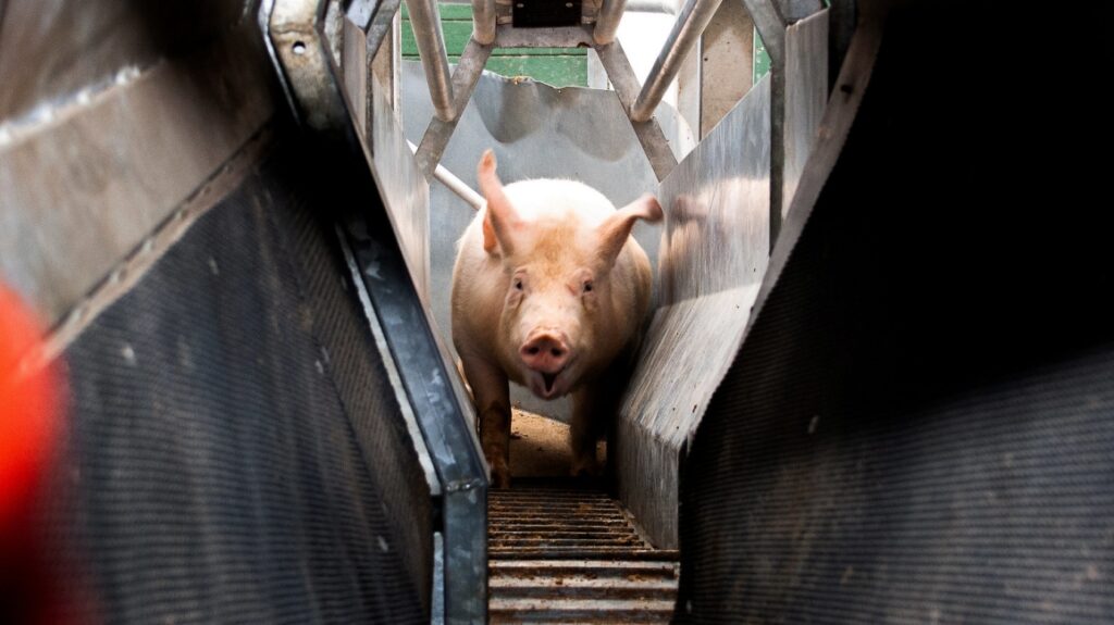 Bio et sanglant : Le mythe de la viande éthique