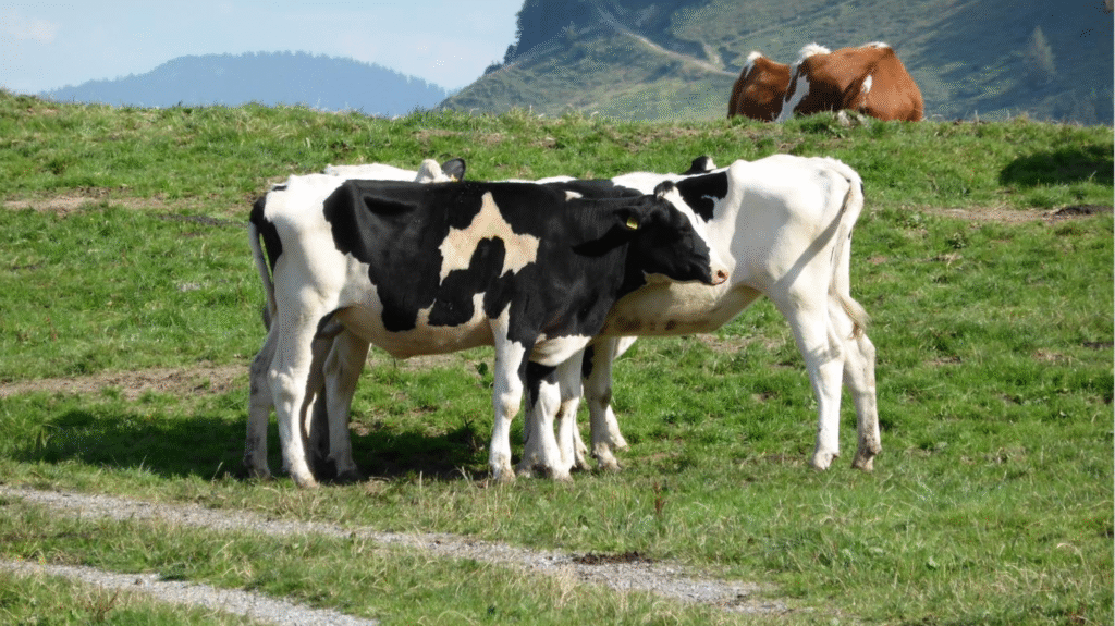 DNC. Vaccination de plus de 2000 bovins en Valais