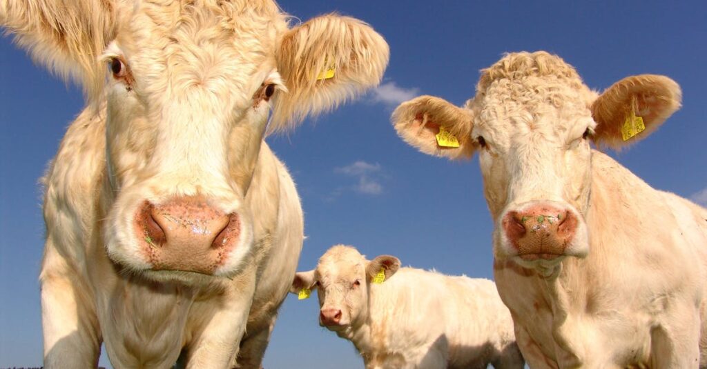 Detailaufnahme von Charolais-Kühen, die an einem sonnigen Tag unter blauem Himmel grasen.