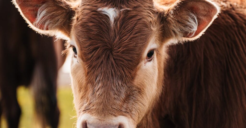 Nahaufnahme einer braunen Kuh auf einer grasbewachsenen Wiese im warmen Licht des Sonnenuntergangs.